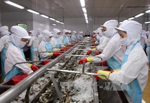 Viet Nam shrimp exports remain buoyant