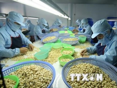 Viet Nam achieves record cashew exports