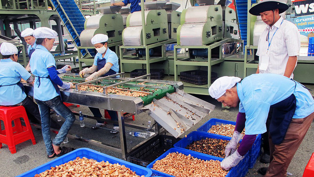 Vietnam’s cashew industry turns to Cambodia