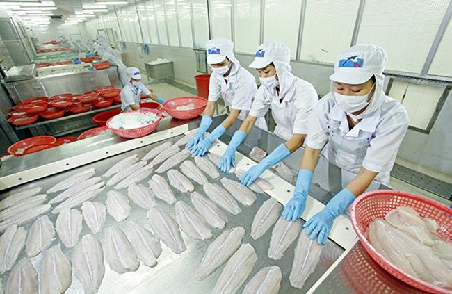 “King of pangasius” (HVG) suffers heavy loss