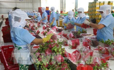 Fruit, vegetable exports up 37% in January