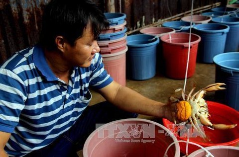Ca Mau hopes crabs are the next big thing