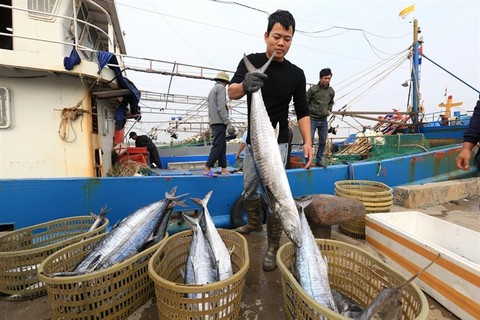 Viet Nam works to stop illegal fishing