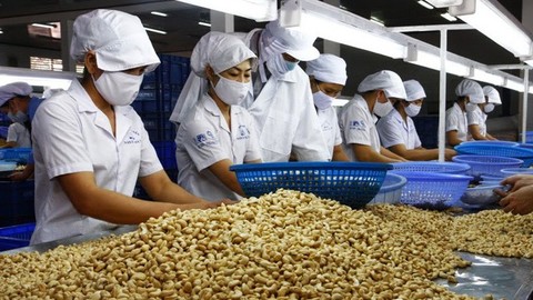 Cashew firms temporarily halt African imports