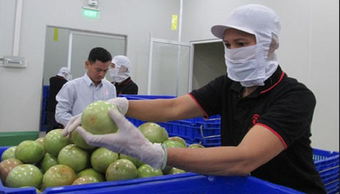 Tien Giang tightens quality control of star apples