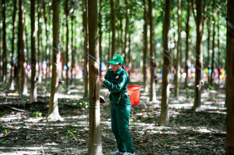 Rubber prices fall, firms fret