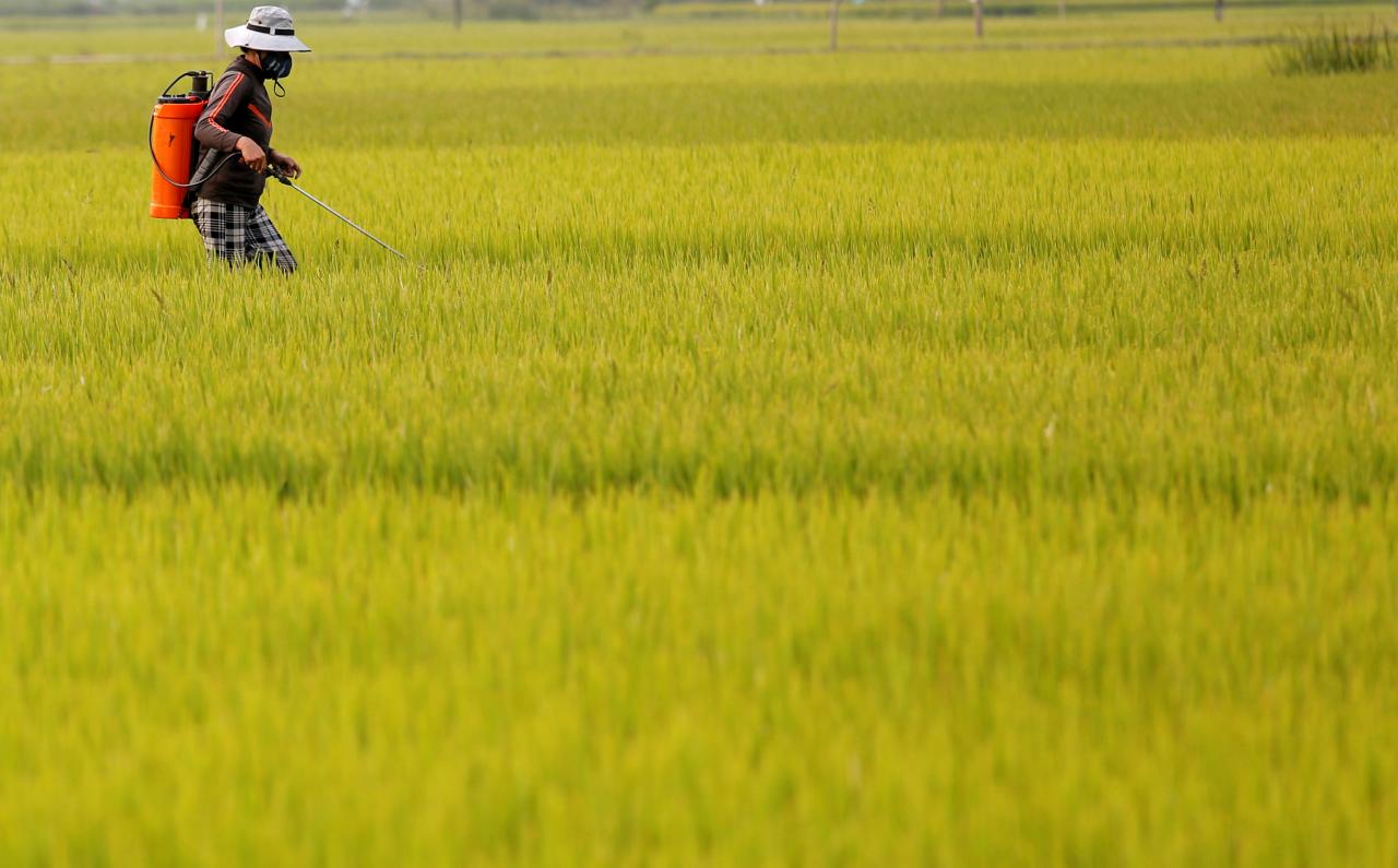 Prices of rice dip in Asia as demand eases for India variety, Vietnam harvests peak