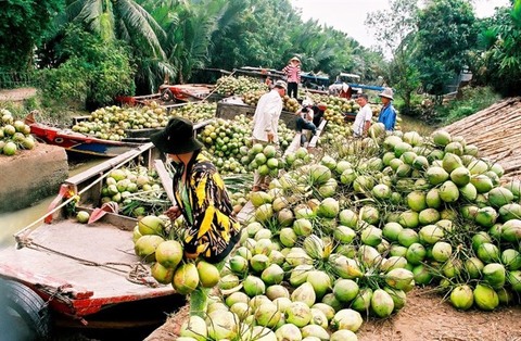 Tra Vinh to aid coconut producers