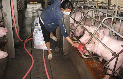 Pig farms disappearing