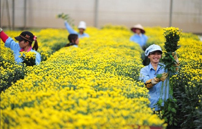 Vietnam’s Da Lat targets breakthrough in flower export