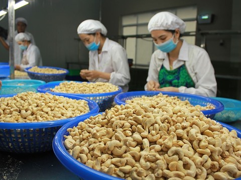 Price of cashew nuts plummet as quality declines