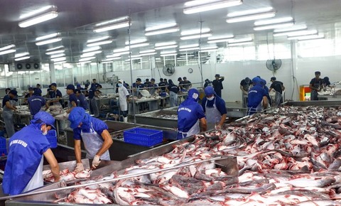 Tra fish industry facing dangerous situation, warn experts