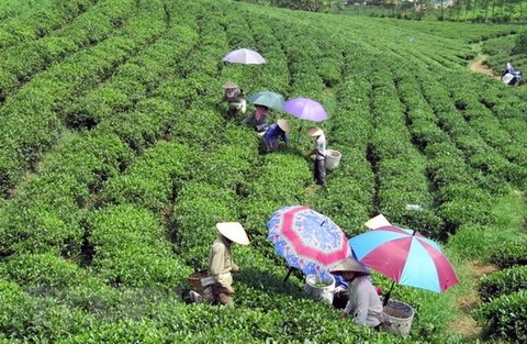 Low quality, lack of brands hinder tea exports