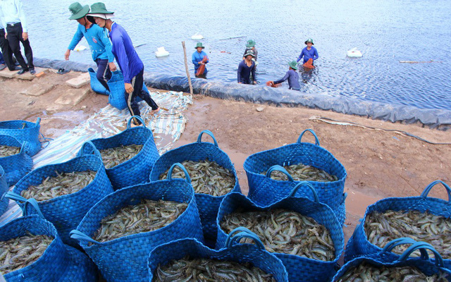 Vietnam’s shrimp export likely to miss $10bn target due to price drop