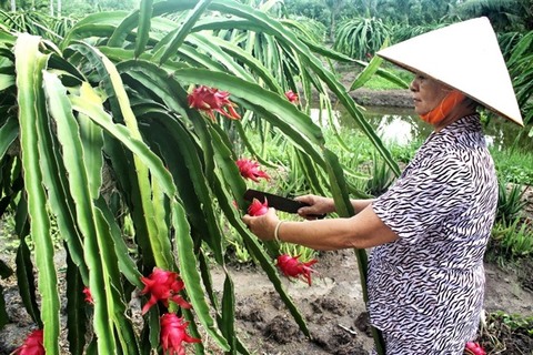 Dragon fruit dominates Viet Nam fruit exports
