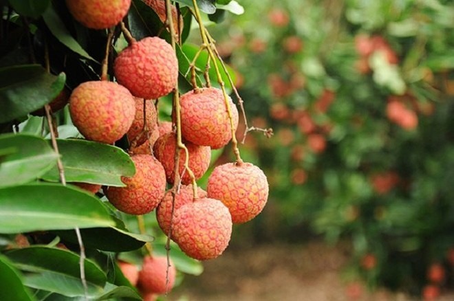 Bac Giang to record $240 million in lychee value