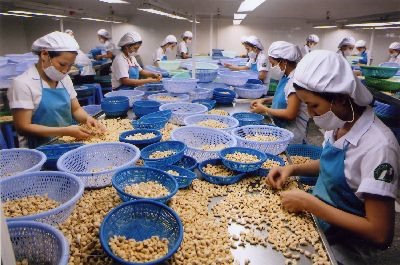 Cashew factories shut down due to lack of nuts