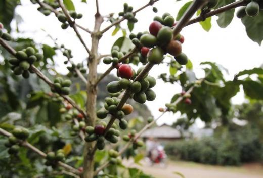Vietnam H1 coffee exports seen up 9.6 pct y/y, rice to rise 26.2 pct y/y