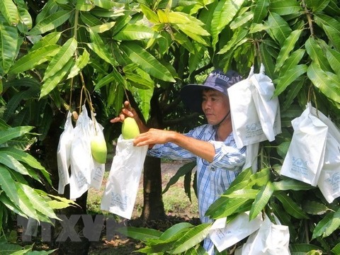 Delta farmers face fruit price decline