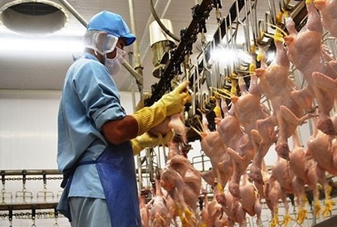 Viet Nam poultry, animal products exports increase