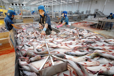 Catfish exporters need to diversify