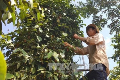 Pepper of Lam San Agricultural Cooperative meets EU organic standards