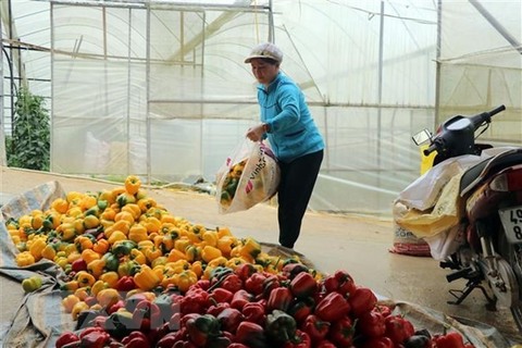 Malaysia suspends chili imports from Viet Nam
