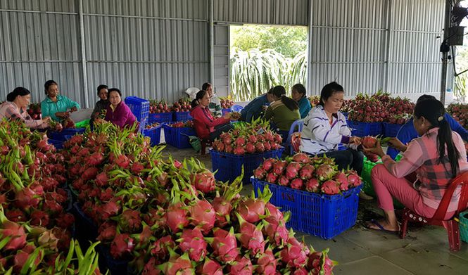 China’s increased investment on dragon fruit production not immediate harm for Vietnam