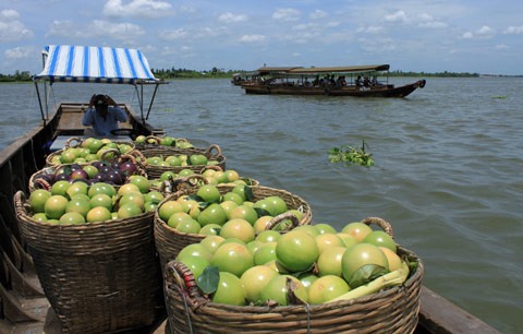 Tien Giang star apples set for export to the US