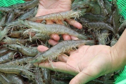 Viet Nam has opportunity to boost white-leg shrimp exports to EU