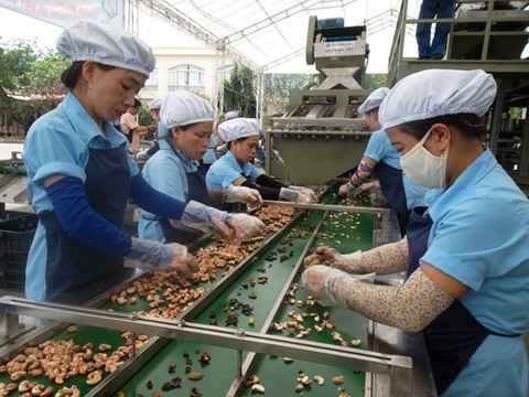 Viet Nam needs to restructure cashew production