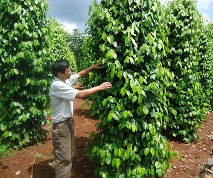Vietnam should expand production of pepper products: agro-minister