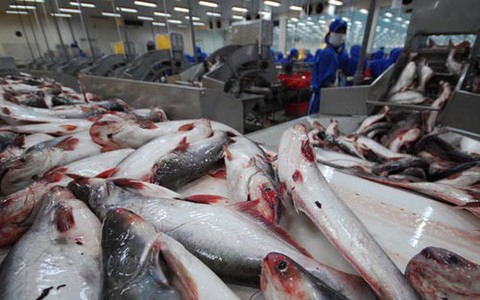 VN could face tra fish oversupply