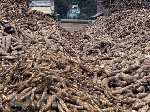 Cassava industry faces big hurdles