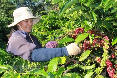 Viet Nam exports US$3.5 billion worth of coffee in 2018