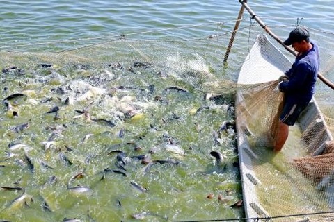 Pangasius firms fishing for markets