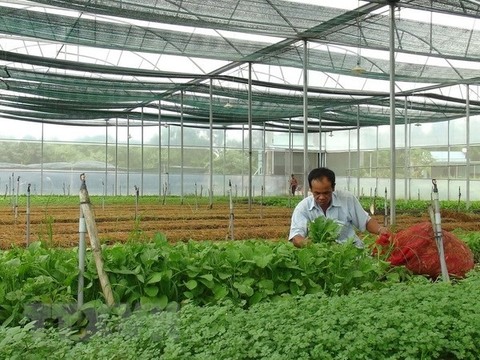 Viet Nam targets to attract 100,000 businesses in agriculture