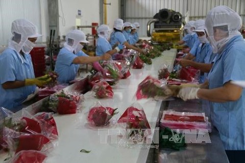 Tet ends early for fruit, vegetable exporters