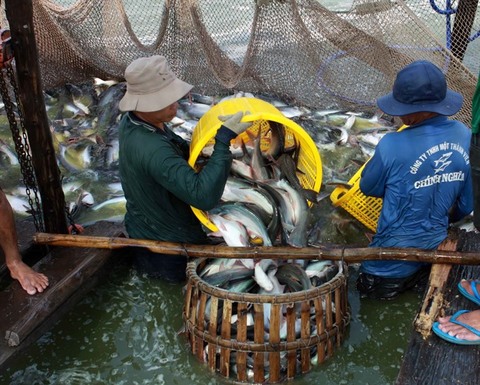 Viet Nam to see $2.4b in tra fish exports this year