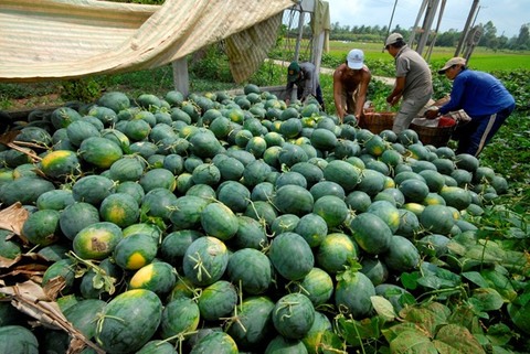 VN’s watermelons face many regulations from China