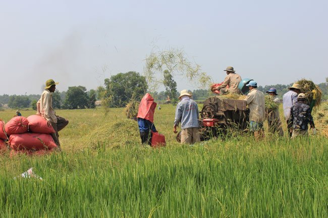 Authorities find ways to manage low rice prices in Mekong Delta