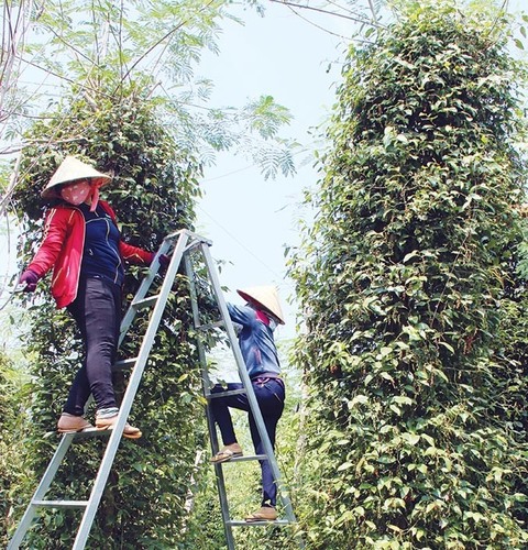 Binh Phuoc pepper prices down, spelling struggles for farmers
