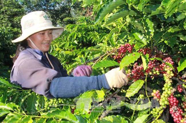 Vietnam should develop specialty coffee: Experts