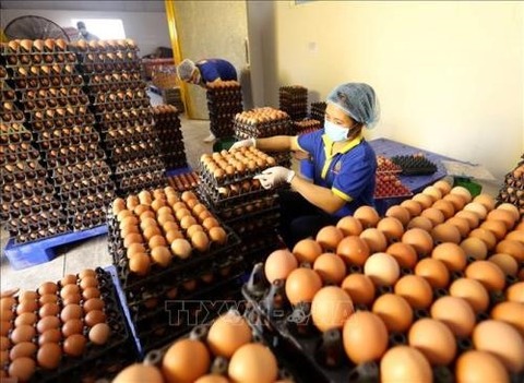 Vietnamese, Japanese firms seal egg deal