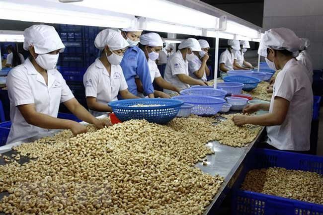 Cashew prices drop sharply