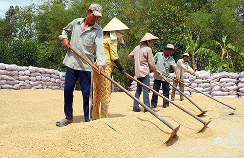 Rice drags Q1 agro-forestry-fishery exports down