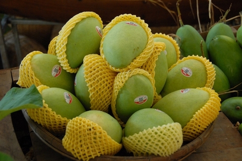 First Vietnamese mango exported to the US