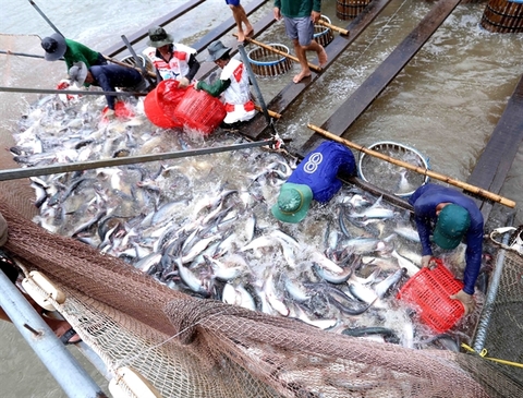 Tra fish industry needs to improve product quality