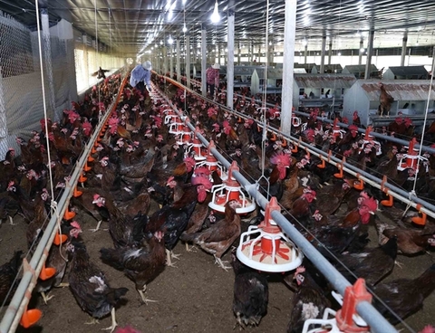 High supply gives Viet Nam's poultry firms chance to reach export markets