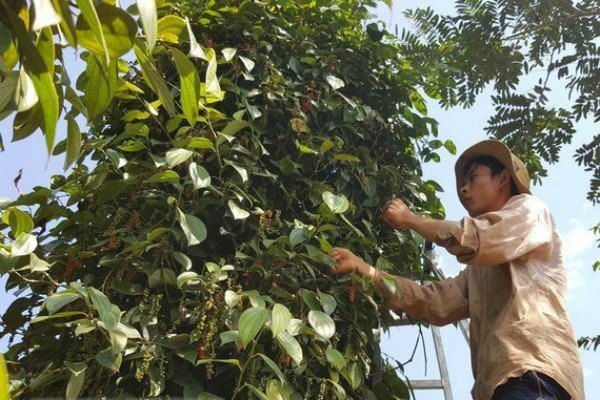 Viet Nam Pepper Association not hopeful of global price recovery